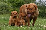 DOGUE DE BORDEAUX 295